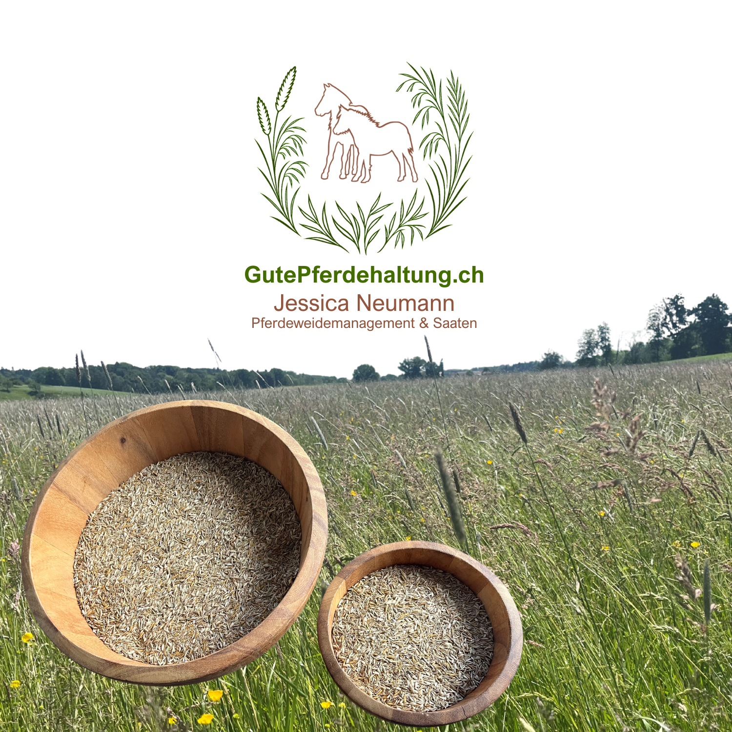 Pferdeweide Saatmischungen – fruktosearme Gräser | imFUTTERSACK