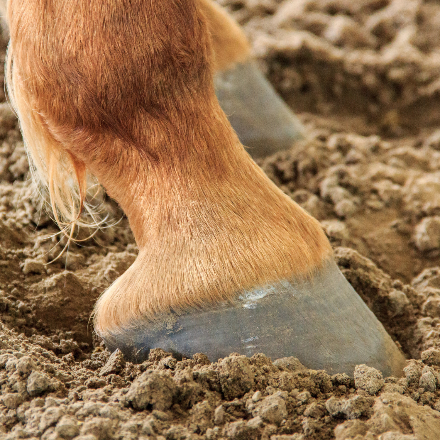 Huf Pferd