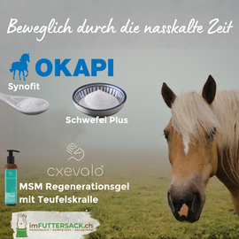 Älteres Pferd im nassen Herbstlaub, mit OKAPI Synofit, MSM Regenerationsgel und Schwefel Plus – Bewegungsbundle imFUTTERSACK