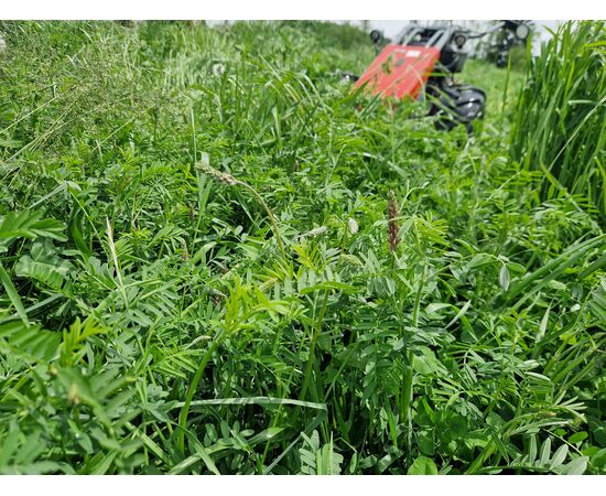 Feld Bio-Esparsette BioHofAcker 20kg monatlich | imFUTTERSACK