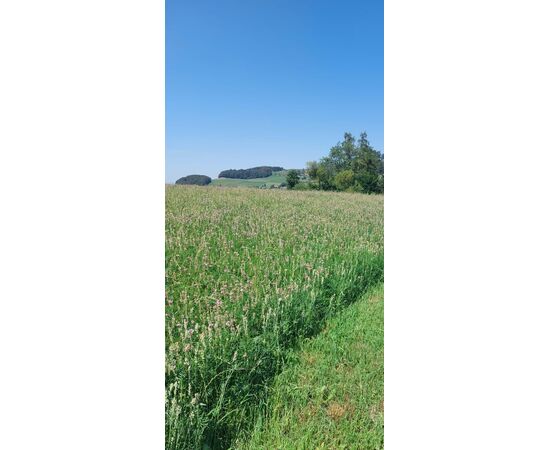 blühendes Feld Ueli's Esparsette-Cobs 20kg – einmalig | imFUTTERSACK
