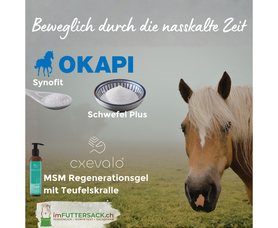 Älteres Pferd im nassen Herbstlaub, mit OKAPI Synofit, MSM Regenerationsgel und Schwefel Plus – Bewegungsbundle imFUTTERSACK